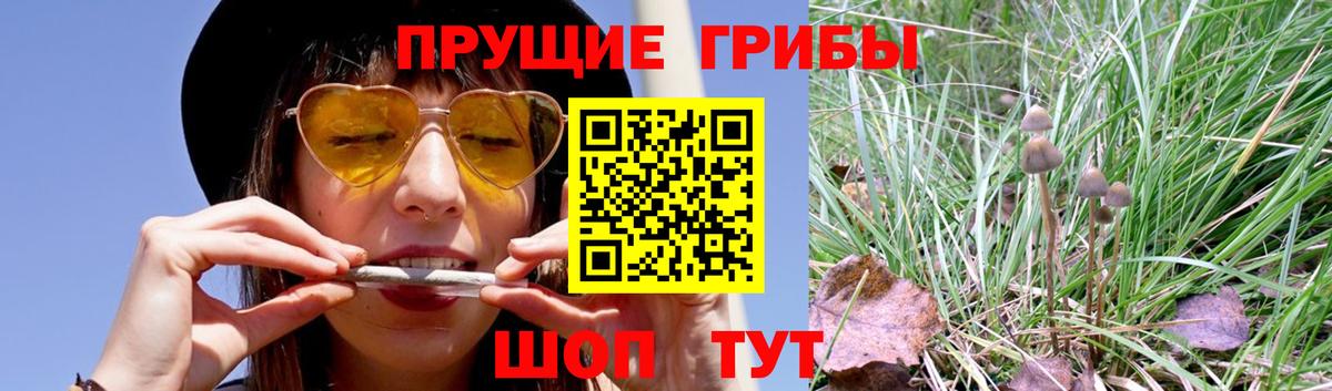 Галлюциногенные грибы Cubensis  Псилоцибиновые грибы GOLDEN TEACHER  Вход с VPN  Кстово 